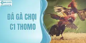 Đá Gà Chọi C1 Thomo - Tranh Tài Đỉnh Cao Và Cơ Hội Làm Giàu
