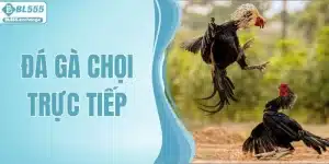 Đá Gà Chọi Trực Tiếp - Màn So Kè Đỉnh Cao Của Các Chiến Kê